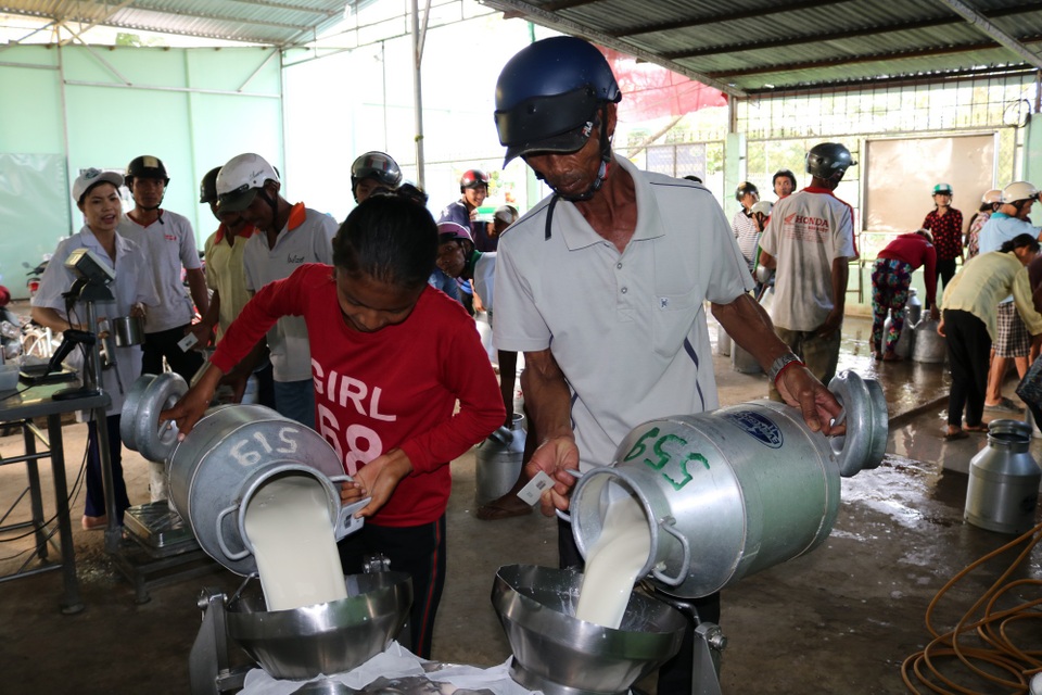 HTX bò sữa Evergrowth ở Sóc Trăng: Luôn đặt mục tiêu hoạt động minh bạch, rõ ràng - 3 Hợp tác xã Nông Nghiệp Evergrowth đã giải quyết công ăn việc làm của hơn 2.000 hộ xã viên, tương đương hơn 10.000 nhân khẩu ở tỉnh Sóc Trăng.