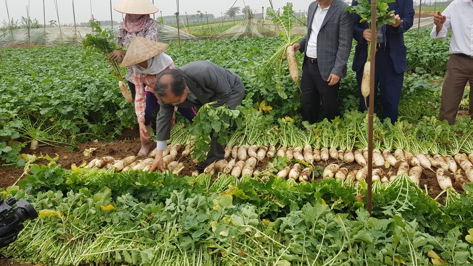 Cú bắt tay giữa hai doanh nghiệp Việt – Nam biến củ cải ế thừa thành mũi nhọn xuất khẩu - 3 Cú bắt tay giữa hai doanh nghiệp Việt – Nam biến củ cải ế thừa thành mũi nhọn xuất khẩu - 3