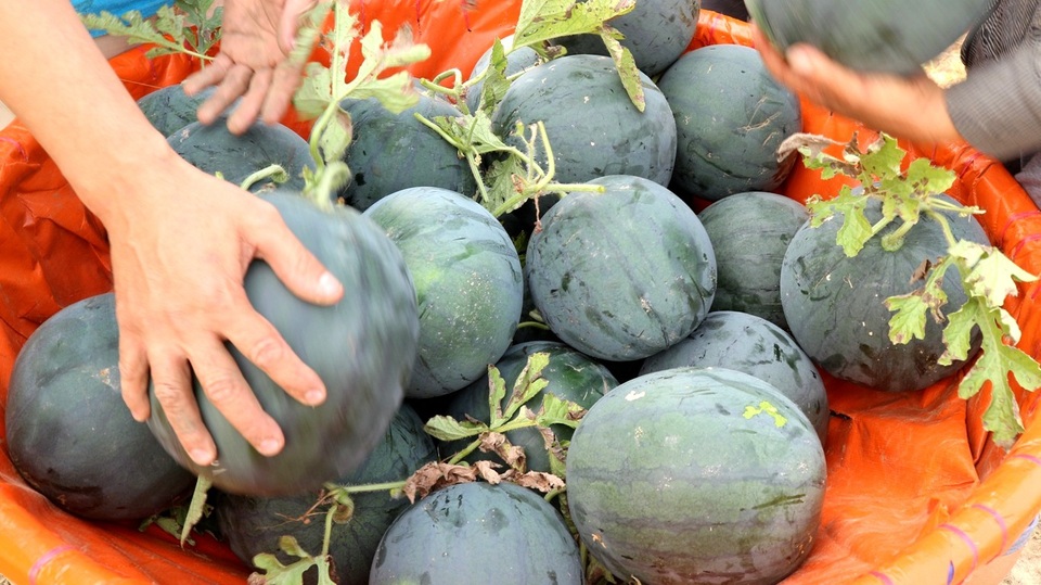 Thị trường Trung Quốc “ăn hàng” dưa hấu, nông dân phấn khởi thu lãi - 5 Theo các thương lái, hiện giá dưa loại 1 được cân tại Trung Quốc có giá 12.000 đồng/kg