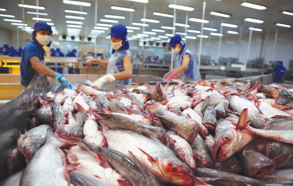 Nguy cơ cá tra mất thương hiệu vì xuất tiểu ngạch sang Trung Quốc - 1 Nguy cơ cá tra mất thương hiệu vì xuất tiểu ngạch sang Trung Quốc - 1