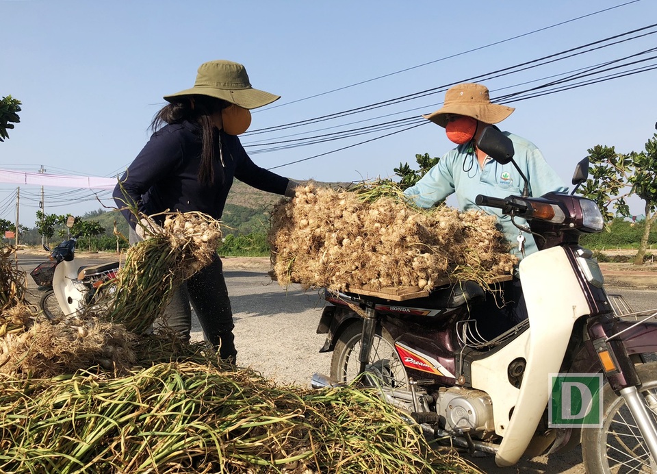Nếu tỏi khô có thể tìm mua ở đảo quanh năm và khiến người mua lăn tăn nếu không rành nhận diện đúng tỏi Lý Sơn; thì tỏi tươi Lý Sơn chỉ có thể tìm mua khi đến đảo đúng vụ thu hoạch, chính thời điểm năm nay là cuối tháng 3, đầu tháng 4.