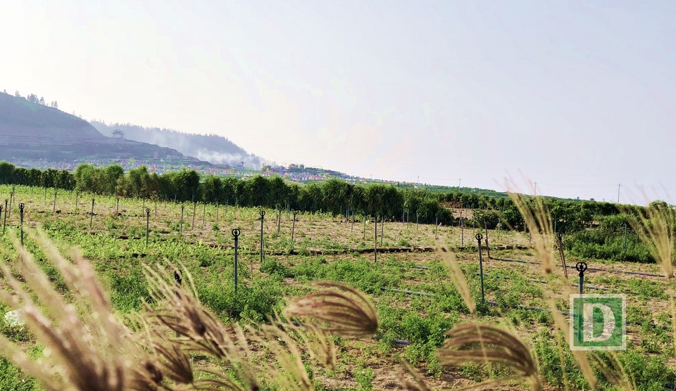 Năm nay, toàn huyện Lý Sơn có khoảng 330 hecta tỏi.