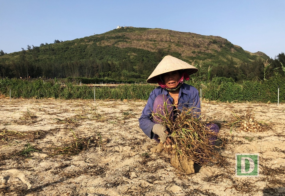 
Tuy nhiên, nhiều hộ dân cho biết, vẫn có những đồng tỏi thu hoạch được chỉ 40 - 50% trên diện tích trồng tỏi do cỏ dại và sâu bệnh hại tỏi
