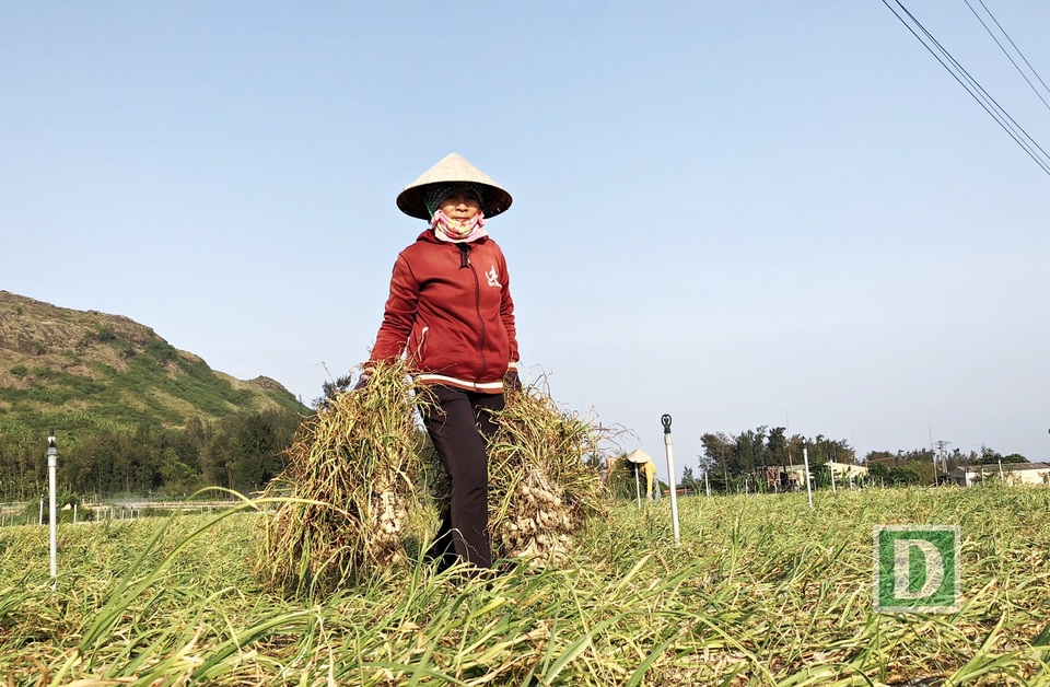 Thời tiết thuận lợi, nên nhiều bà con nông dân ở xã An Hải, huyện Lý Sơn cho biết tỏi năm nay được mùa hơn năm trước. Thông tin từ bà Phạm Thị Hương - Phó Chủ tịch UBND huyện Lý Sơn - cho biết: ước tính toàn huyện năm nay thu hoạch được hơn 2.000 tấn tỏi tươi, tương đương khoảng 1.600 tấn tỏi khô