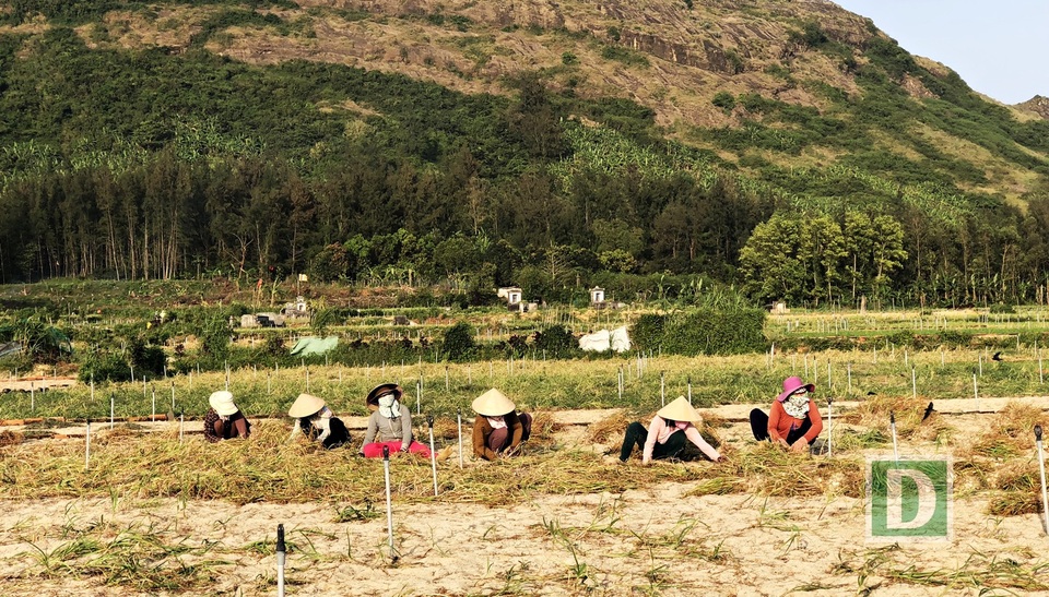 Mùa tỏi ở Lý Sơn bắt đầu từ tháng 9 năm trước, kéo dài khoảng 6 tháng, đến khoảng tháng 2-3 năm sau là vào vụ thu hoạch