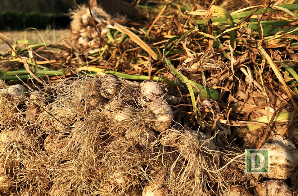 Giá tỏi năm nay khá ổn định so với trung bình giá các năm gần đây. Mỗi ký tỏi tươi mua ngay tại đồng có giá từ 45-50 nghìn đồng; tỏi khô có giá từ 110 - 120 nghìn đồng/kg; đặc sản tỏi một (tỏi cô đơn) mà người dân địa phương vẫn gọi là “vàng trắng” ở Lý Sơn có giá từ 1,2 - 1,4 triệu đồng/kg