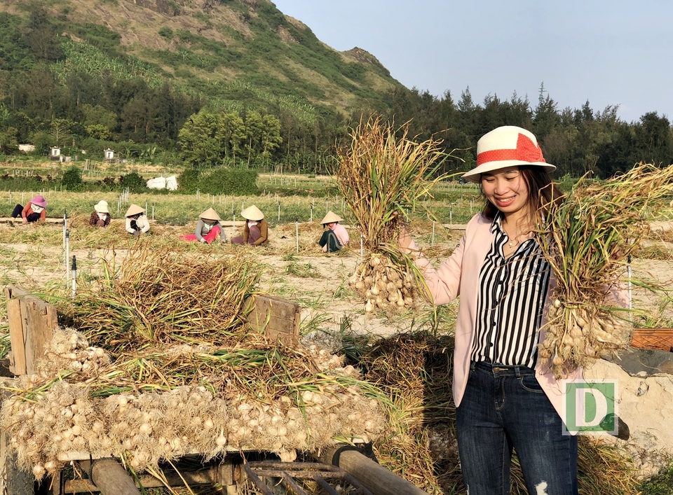 Có dịp đến đảo tỏi vào mùa thu hoạch, nhiều du khách ra tận đồng tỏi để tham quan và mua tỏi mang về đất liền như một món quà chỉ có ở Lý Sơn mùa này.