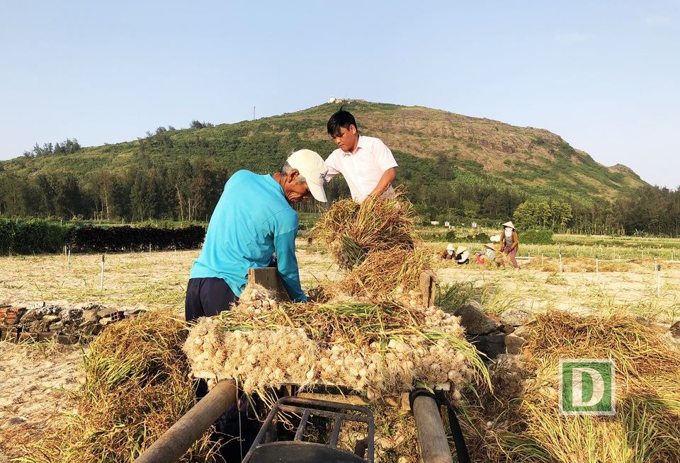 Những xe tỏi tươi vừa thu hoạch xong được mang ra chợ bán; hoặc đưa đi phơi khô