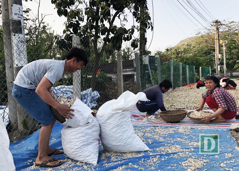 
Tỏi phơi khô xong được sàng lọc bớt vỏ vụn để đóng gói
