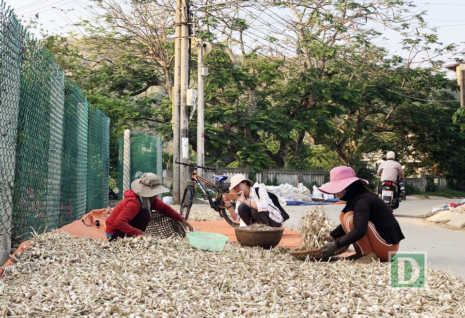 
Từ mái nhà, sân nhà đến đường bê tông liên xã đều được tận dụng diện tích để phơi tỏi
