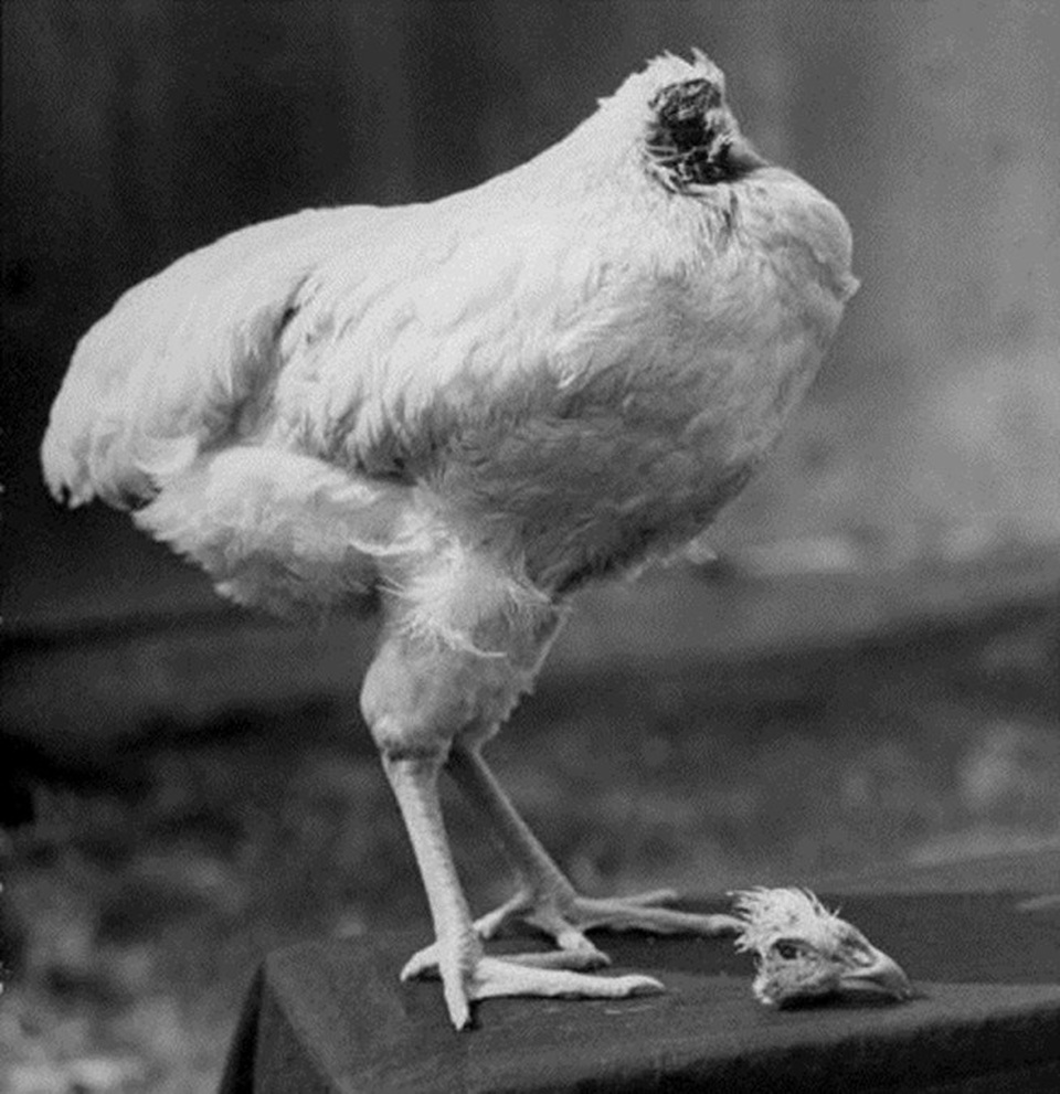 Trước đây đã từng có trường hợp tương tự như vậy