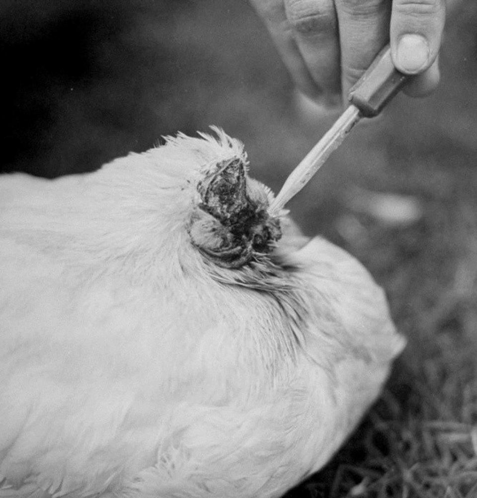 Chú gà tên Mike được tiêm thức ăn cho trong suốt 18 tháng