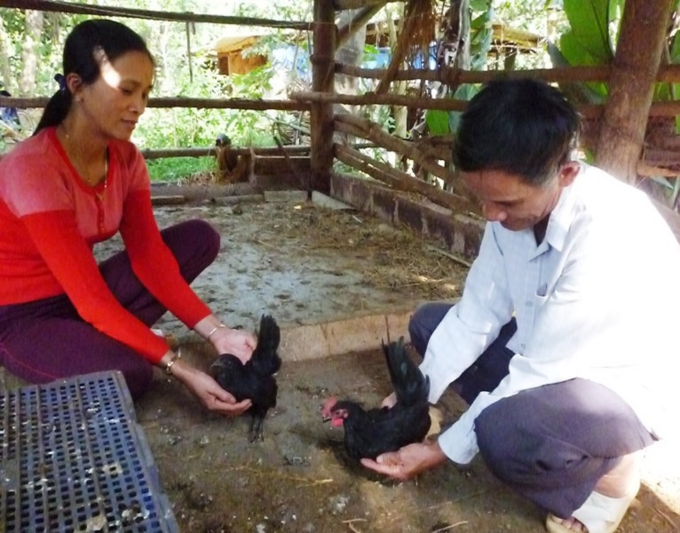 Lão nông "ném" hơn nửa tỷ để thuần dưỡng nhiều giống gà quý hiếm - 2 Ông Thành thuần dưỡng gà tre Serama (Thái Lan).