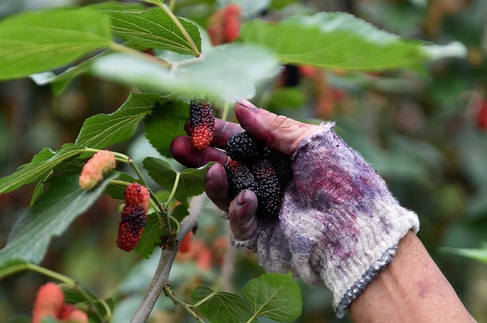 Nông dân Hà Nội tất bật thu hoạch dâu chín - 5
Giá dâu dao động từ khoảng 18.000 đồng đến 25.000 đồng mỗi kg.