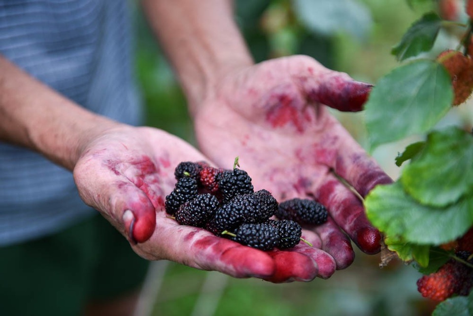 Nông dân Hà Nội tất bật thu hoạch dâu chín - 6
Dâu phải được thu hoạch bằng cách hái tay từng quả. Cả ngày, trung bình mỗi người hái được khoảng 15 - 20 kg.