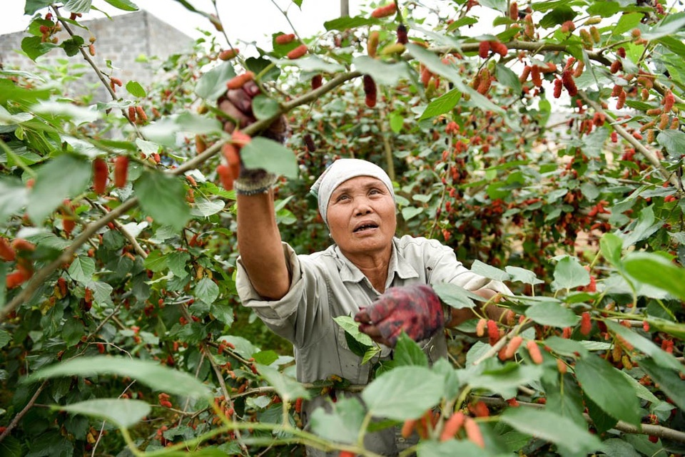 Nông dân Hà Nội tất bật thu hoạch dâu chín - 3
Quả dâu có vị ngọt rất ngon, chứa nhiều vitamin bổ dưỡng. Nếu không ăn ngay, dâu còn có thể ngâm với đường làm siro, nước ép…