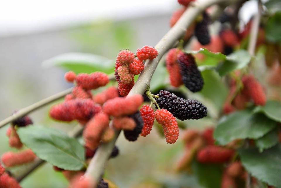 Nông dân Hà Nội tất bật thu hoạch dâu chín - 2
Quả dâu ban đầu có màu xanh, khi bắt đầu chín chuyển sang màu đỏ. Đến khi qua dâu chuyển sang màu đen là lúc chín mọng, có thể thu hoạch.