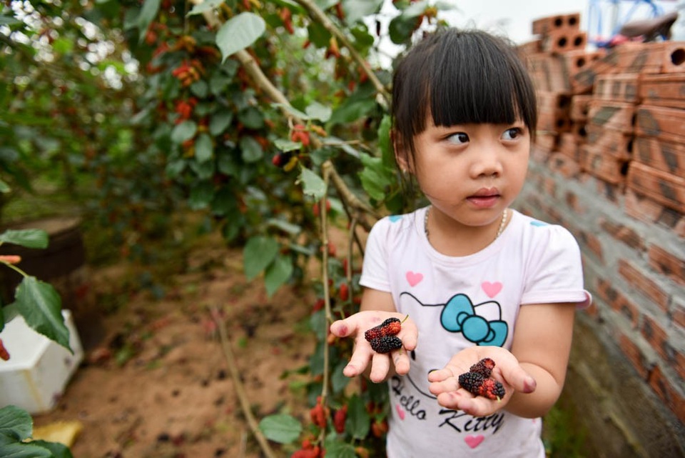 Nông dân Hà Nội tất bật thu hoạch dâu chín - 7
Dâu tại vườn là hoàn toàn dâu sạch, không phun bất kỳ một loại thuốc sâu hay chất bảo vệ thực vật nào.