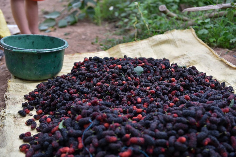 Nông dân Hà Nội tất bật thu hoạch dâu chín - 8
Những quả dâu sau khi hái trên cây xuống nằm chờ thương lái tới mua.