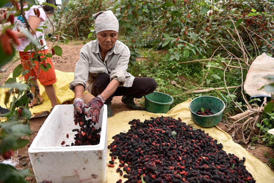 Nông dân Hà Nội tất bật thu hoạch dâu chín - 13
Dâu có vị thanh mát, đa số được người dân mua về ngâm đường làm nước si-rô.