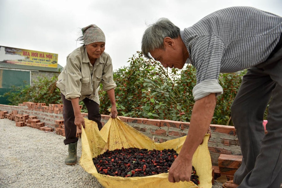 Nông dân Hà Nội tất bật thu hoạch dâu chín - 11 Nông dân Hà Nội tất bật thu hoạch dâu chín - 11