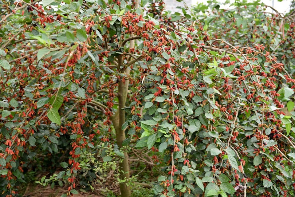 Nông dân Hà Nội tất bật thu hoạch dâu chín - 1
Vào thời gian này, gia đình ông Tạ Văn Phóng cũng như hàng chục hộ dân khác ở Phúc Đức (xã Sài Sơn, huyện Quốc Oai, Hà Nội) lại sát sao theo dõi vườn dâu đang bắt đầu chin đỏ.