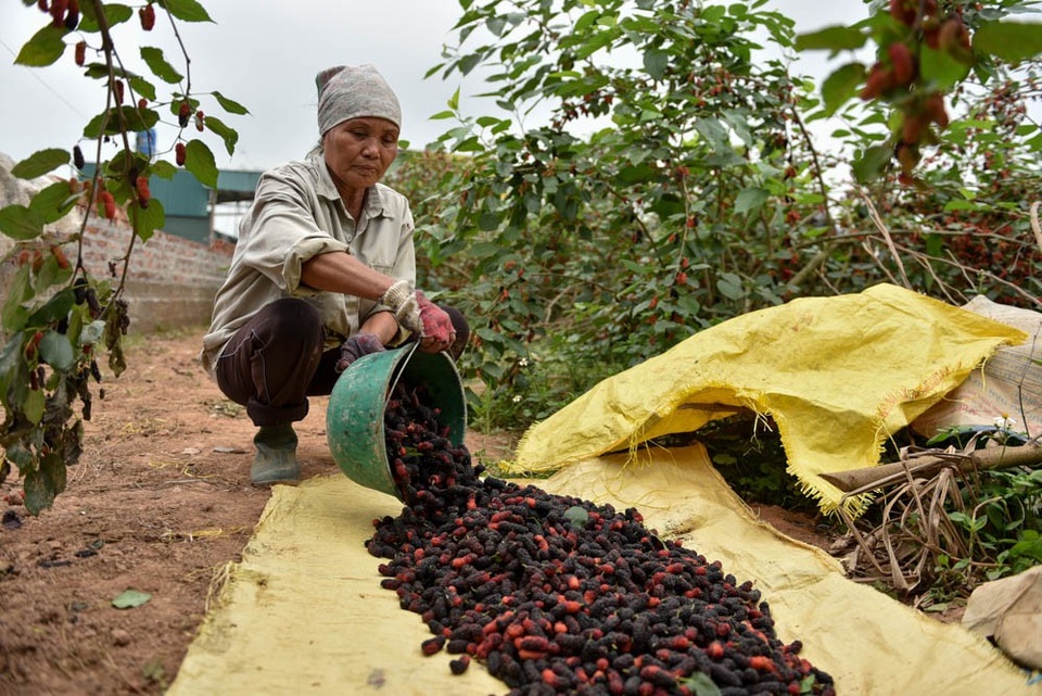 Nông dân Hà Nội tất bật thu hoạch dâu chín - 10
Hầu hết thương lái đặt mua dâu từ trước, số lượng bao nhiêu thì chủ vườn sẽ hái bấy nhiêu.