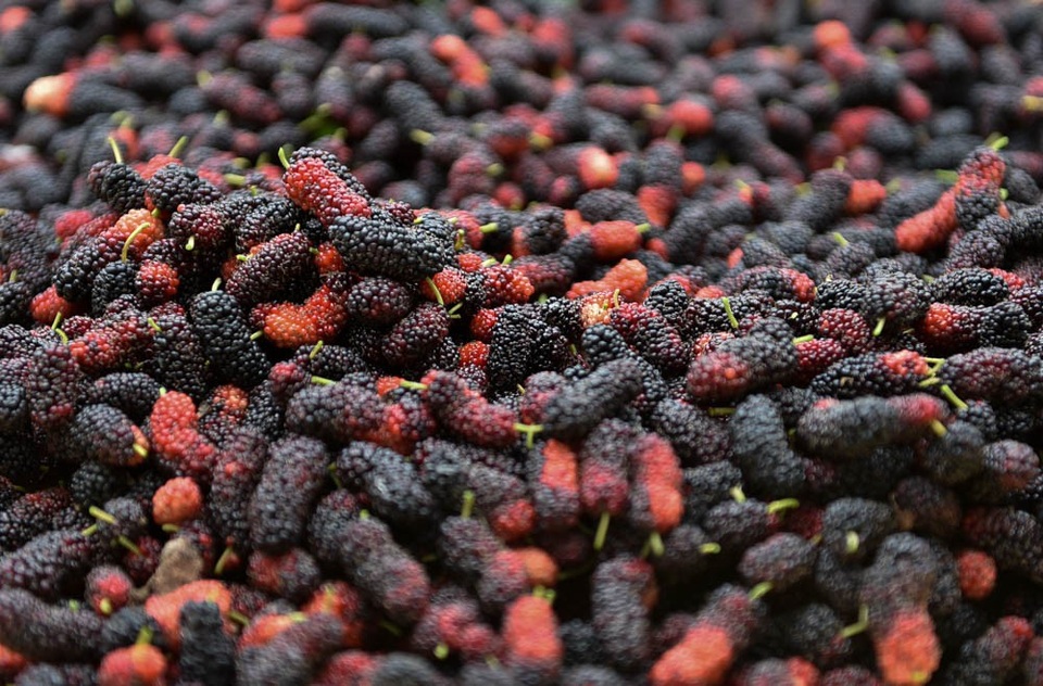 Nông dân Hà Nội tất bật thu hoạch dâu chín - 9
Dâu chỉ có một loại duy nhất nên thương lái có thể mua theo vườn hoặc theo kg.