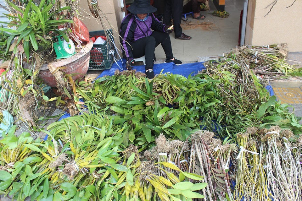 Lan rừng "xuống phố" hút người mua, chủ buôn vùng cao lãi đậm - 1 Hàng chục loại lan rừng như Hoàng Lan, Hồ điệp, Giáng hương, Chuỗi ngọc,... được chủ buôn vùng cao bày bán trên vỉa hè đường phố Đà Nẵng