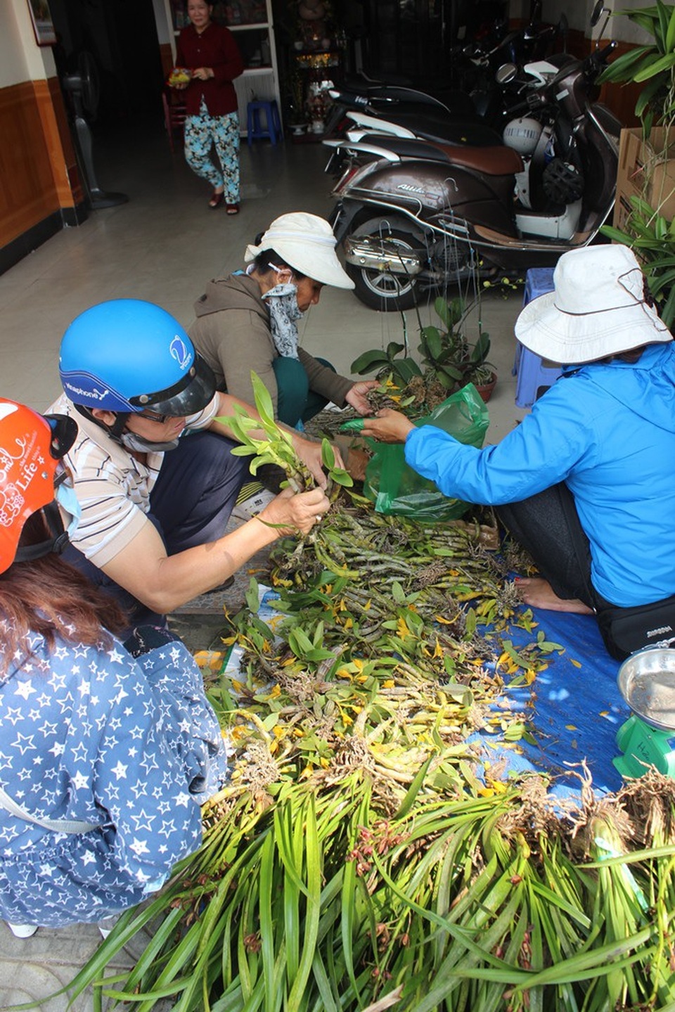 Lan rừng "xuống phố" hút người mua, chủ buôn vùng cao lãi đậm - 3 Lan có thể được bán bằng nhiều cách từ bán chậu, bán cây, hoặc bán theo kg... có giá từ vài chục, vài trăm và cả triệu đồng