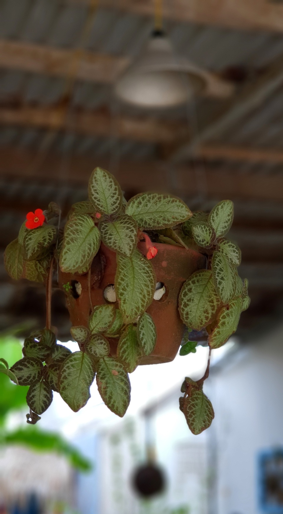 Trên giao diện camera Galaxy S9+, chọn chế độ Live Focus, đứng cách chủ thể tầm 1-1,5m là lý tưởng nhất cho bức ảnh xóa phông đậm chất nghệ thuật.