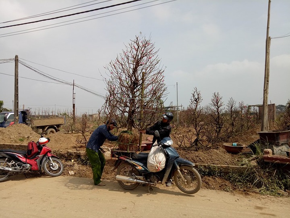 Các gốc đào, quất sau khi được thợ cây gom lại sẽ được bán cho các chủ vườn.