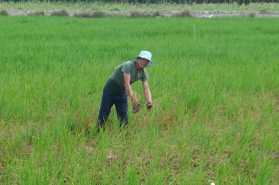 Ruộng lúa của anh Phan Công Danh - ấp Cống Tre, xã Kiên Bình có dấu hiệu chết dần vì thiếu nước ngọt