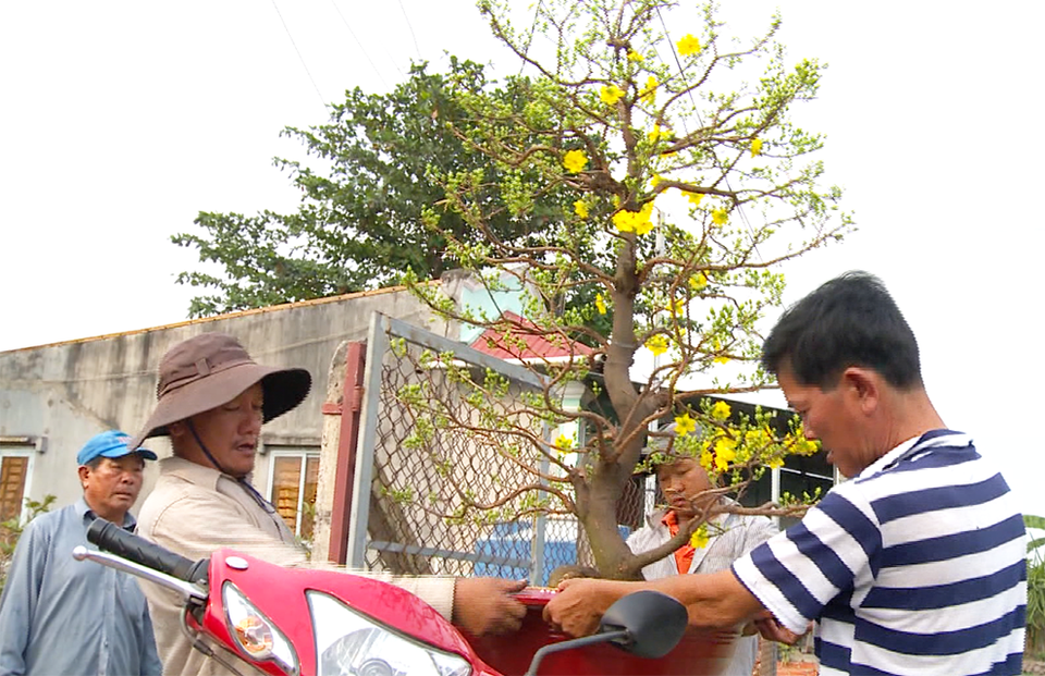 Kiếm tiền trăm triệu, nghề chăm mai sau Tết vẫn gian nan - 3 Giá chăm mai mỗi năm từ 3 - 15 triệu đồng