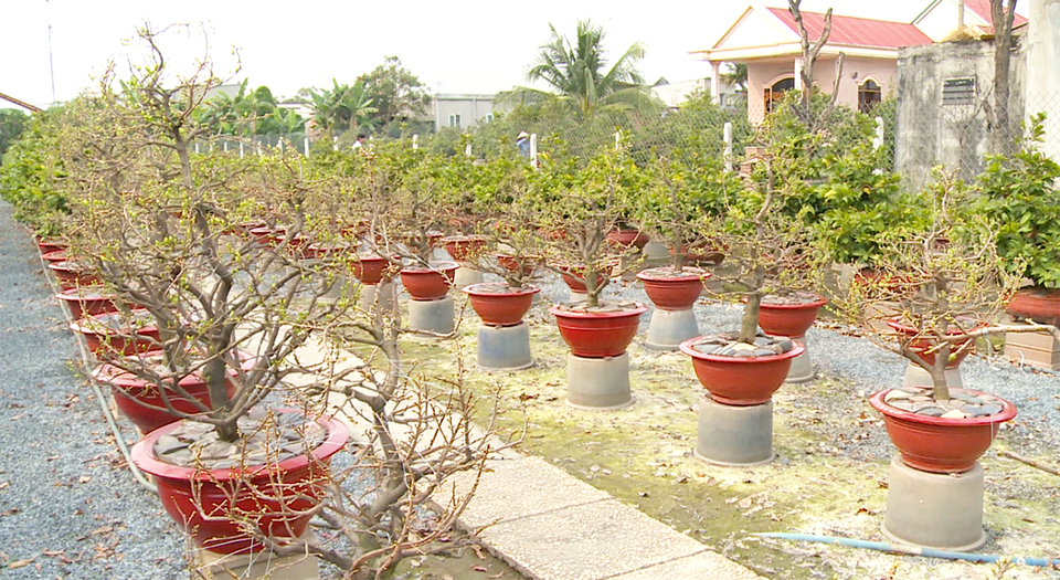 Kiếm tiền trăm triệu, nghề chăm mai sau Tết vẫn gian nan - 5 Do thời tiết thay đổi thường xuyên nên việc thua lỗ trong ngành chăm mai cũng thường xuyên xảy ra.