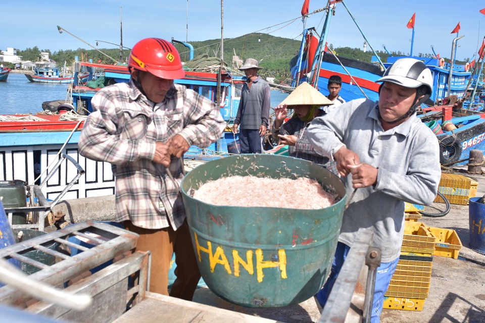 Quảng Ngãi: Sáng ra khơi, chiều về bán ruốc thu 40 - 50 triệu đồng - 1 Tàu thuyền của ngư dân Đức Phổ chở đầy ắp ruốc tươi cập bến