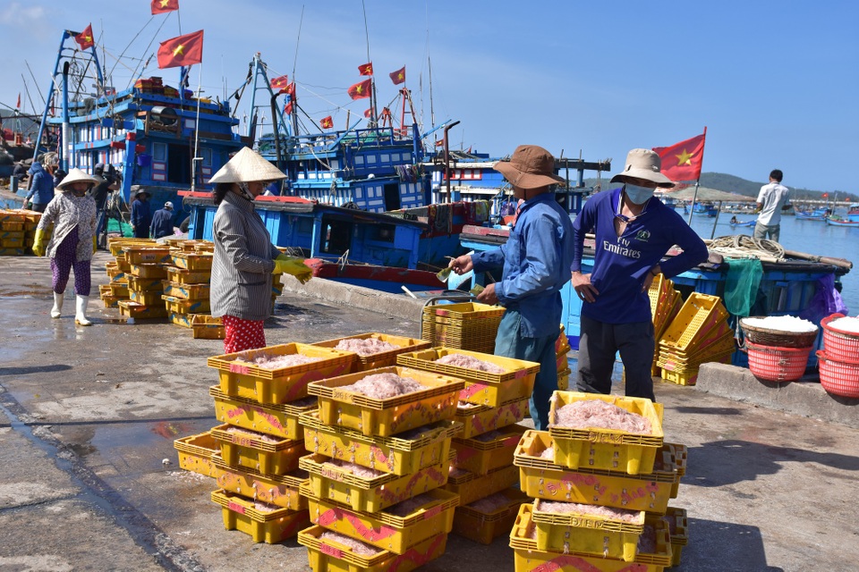 Quảng Ngãi: Sáng ra khơi, chiều về bán ruốc thu 40 - 50 triệu đồng - 2 Mỗi tàu đánh bắt được 1,5 - 2 tấn ruốc tươi và được thương lái thu mua hết ngay khi cập bến với giá 20.000 đồng/kg