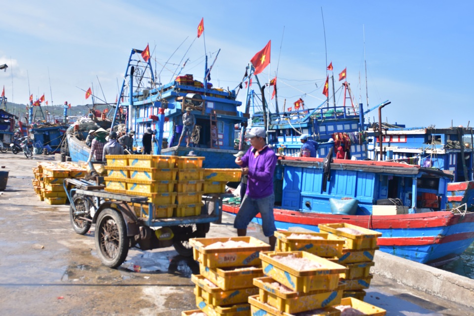 Quảng Ngãi: Sáng ra khơi, chiều về bán ruốc thu 40 - 50 triệu đồng - 4 Ruốc tươi được thương lái mua để chế biến ruốc khô, mắm ruốc... bán đi nhiều tỉnh trong cả nước.