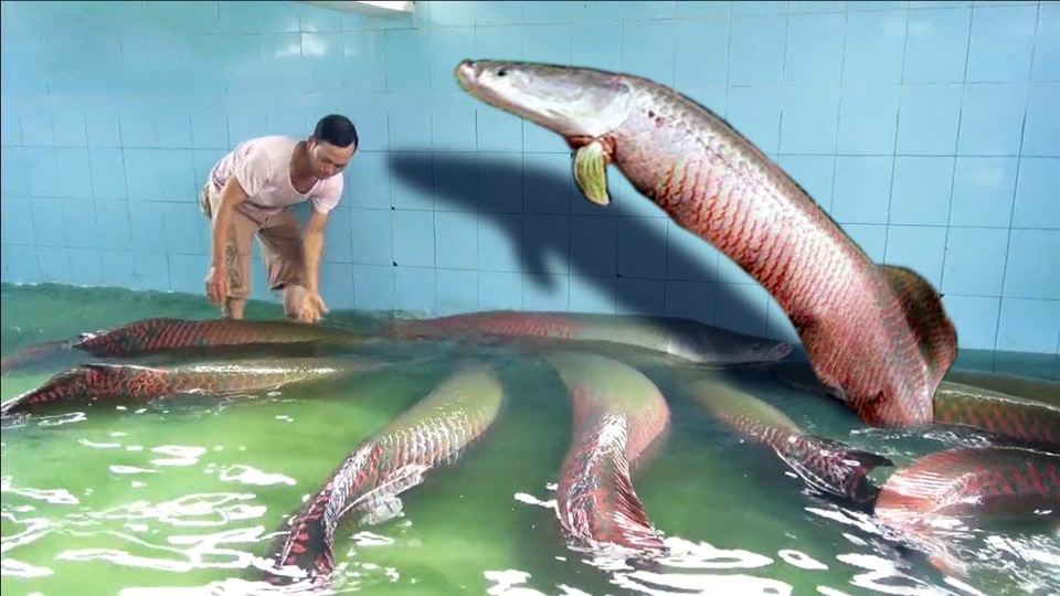 Thú chơi ngông của đại gia Việt: Săn "quái vật" làm thú cưng - 1 Thú chơi ngông của đại gia Việt: Săn "quái vật" làm thú cưng - 1