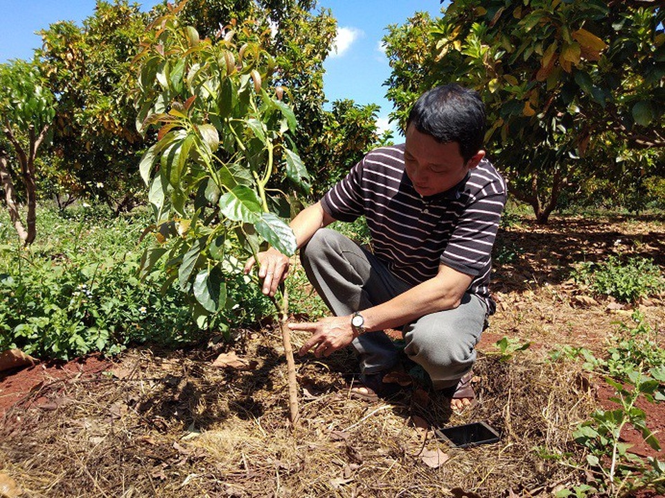 Gia Lai: Một nông dân lãi 300 triệu đồng/năm từ...vườn tiêu chết - 5 Gia Lai: Một nông dân lãi 300 triệu đồng/năm từ...vườn tiêu chết - 5