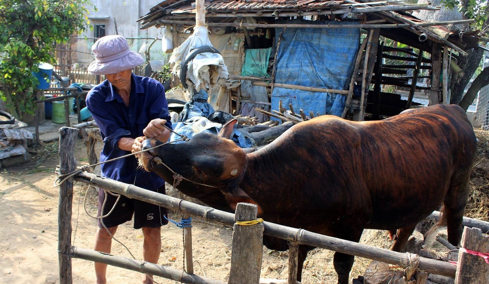 Ông Trương Hiền dùng quả quất để sát khuẩn miệng bò