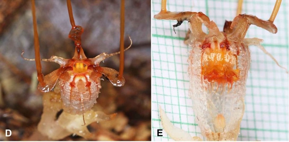 Tái phát hiện loài cây hình dáng kì dị mọc dưới mặt đất - 1 Tái phát hiện loài cây hình dáng kì dị mọc dưới mặt đất - 1