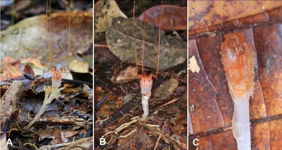 Tái phát hiện loài cây hình dáng kì dị mọc dưới mặt đất - 3
Cây Thismia neptunis chỉ xuất hiện trên mặt đất khi mọc hoa và rất khó phát hiện - Ảnh của Sochor et al.