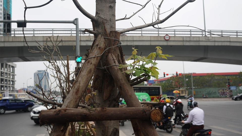 Hàng cây phong lá đỏ nảy chồi xanh giữa Hà Nội - 10
Mùa hè nóng nực ở phía trước là phép thử khó khăn nhất với những cây phong đỏ ưa lạnh