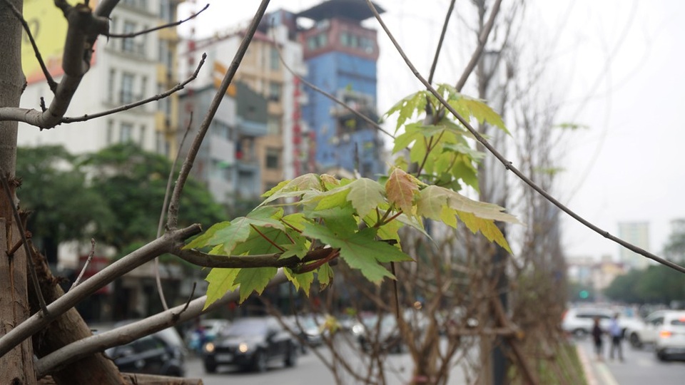 Hàng cây phong lá đỏ nảy chồi xanh giữa Hà Nội - 9 Hàng cây phong lá đỏ nảy chồi xanh giữa Hà Nội - 9