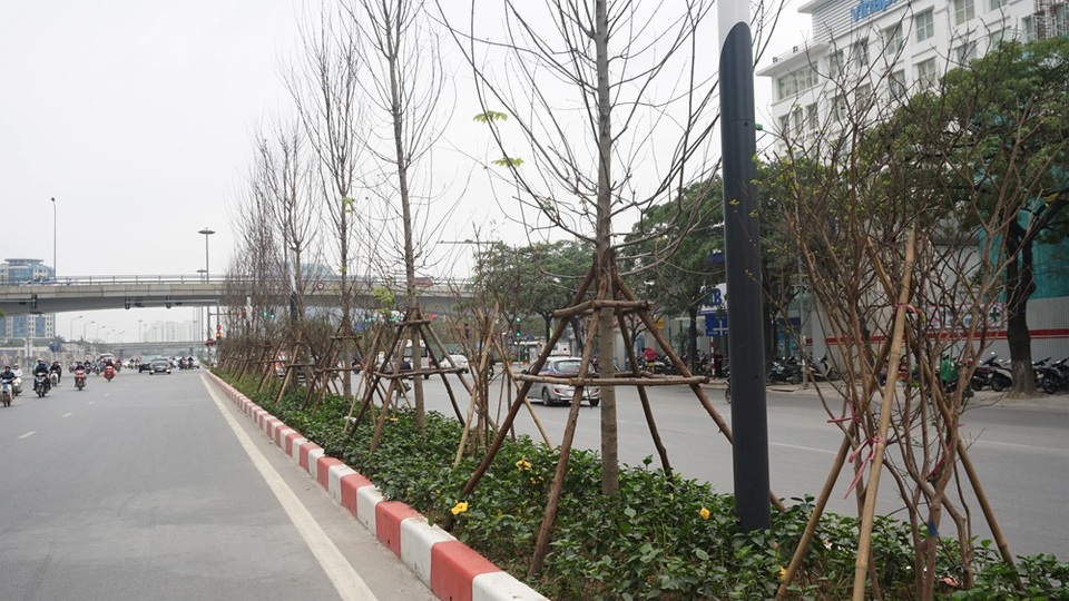 Hàng cây phong lá đỏ nảy chồi xanh giữa Hà Nội - 1 Trước đó, tại Hội thảo về Giải pháp bảo vệ, phục hồi và phát triển hệ thống cây xanh – mặt nước TP Hà Nội đáp ứng mục tiêu quy hoạch và bản sắc đô thị diễn ra ngày 13/1 ở Hà Nội, ông Nguyễn Đức Chung - Chủ tịch UBND TP Hà Nội cho biết: “Hà Nội đang trồng cây phong lá đỏ ở trên đường Nguyễn Chí Thanh và đường Láng Hạ. Khoảng một năm nữa chúng ta hoàn toàn có thể “nhiệt đới hóa” được cây phong này. Những cây phong trồng ở Hà Nội đem màu sắc của châu Âu tới Thủ đô”.