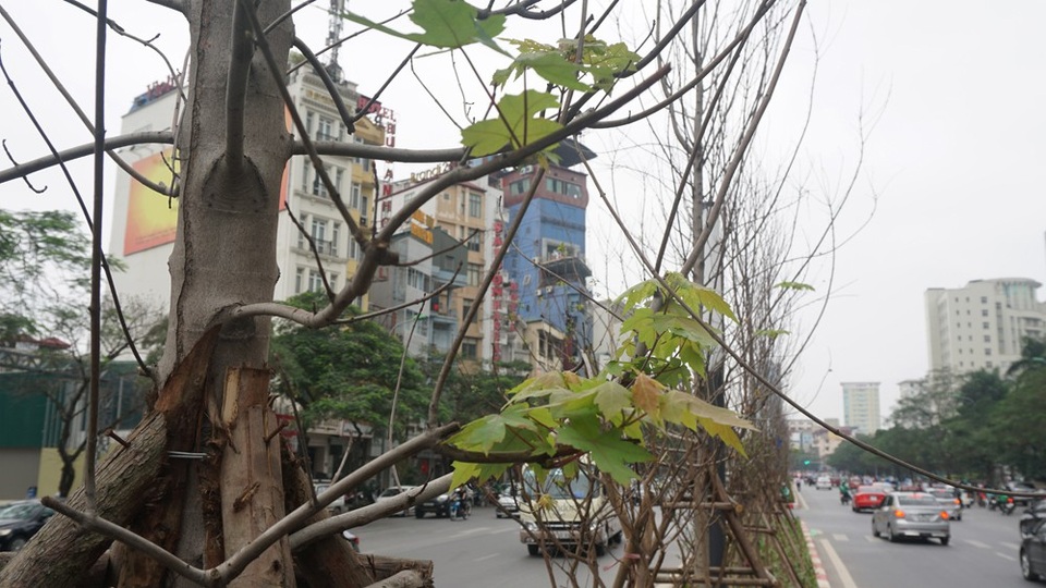 Hàng cây phong lá đỏ nảy chồi xanh giữa Hà Nội - 7 Hàng cây phong lá đỏ nảy chồi xanh giữa Hà Nội - 7