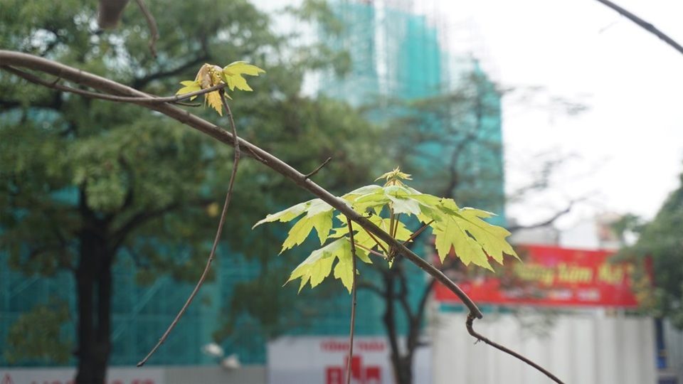 Hàng cây phong lá đỏ nảy chồi xanh giữa Hà Nội - 6 Hàng cây phong lá đỏ nảy chồi xanh giữa Hà Nội - 6