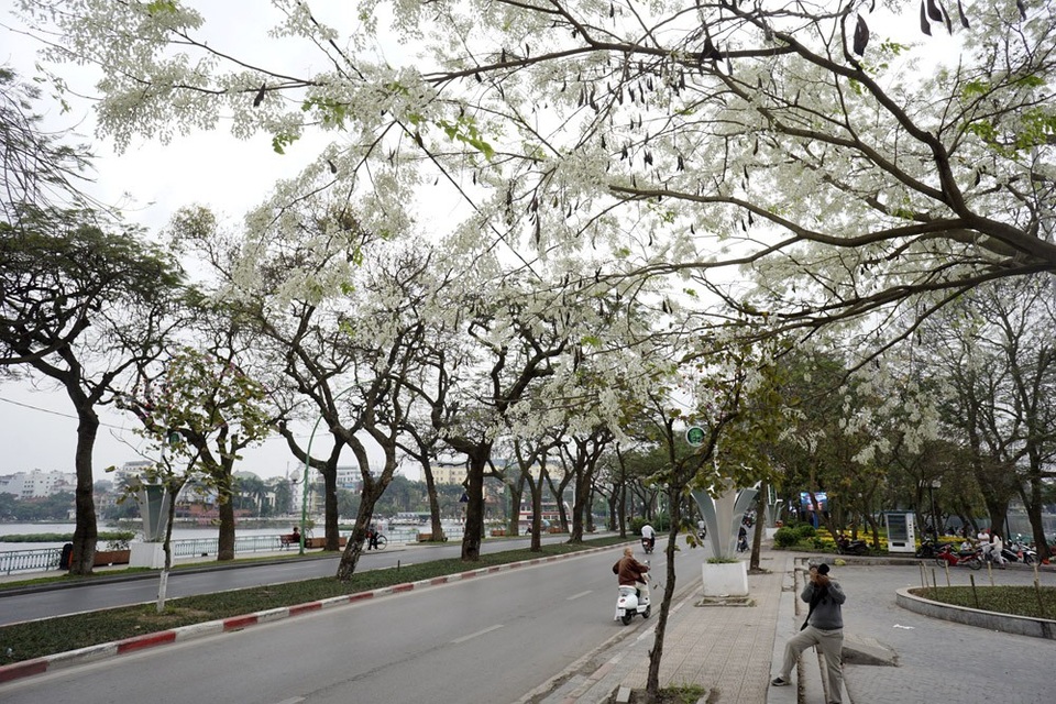 Hà Nội vào mùa "mây xuống phố" - 1
Vào mỗi dịp tháng Giêng, hoa sưa lại trổ hoa trắng muốt, được nhiều người ví như mùa mây xuống phố. Cây sưa ra hoa trắng xóa trên đường Thanh Niên thu hút rất nhiều người mỗi khi đi ngang qua đây.