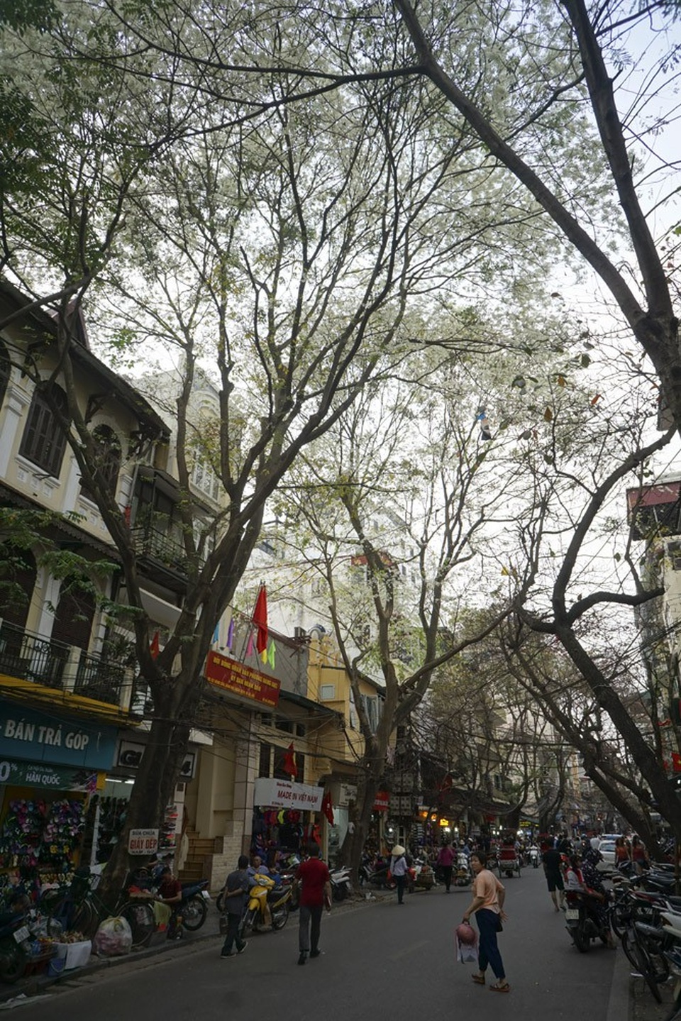 Hà Nội vào mùa "mây xuống phố" - 12 Hoa sưa nở trắng trong khu phố cổ.